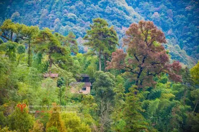 杭州天目山民宿,杭州天目山原始森林民宿