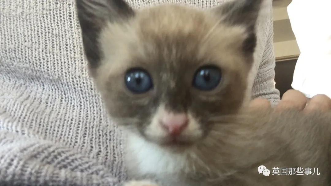 养暹罗猫会得什么病吗,养暹罗猫就像开盲盒