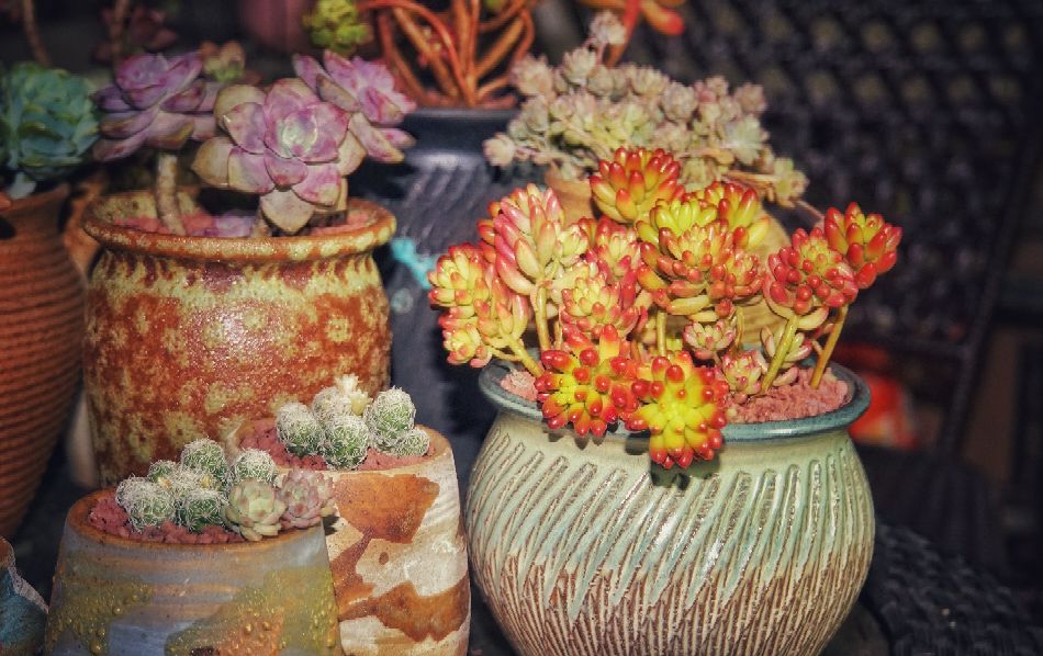 索尼a6000可以录像吗,索尼6000有自动跟焦吗