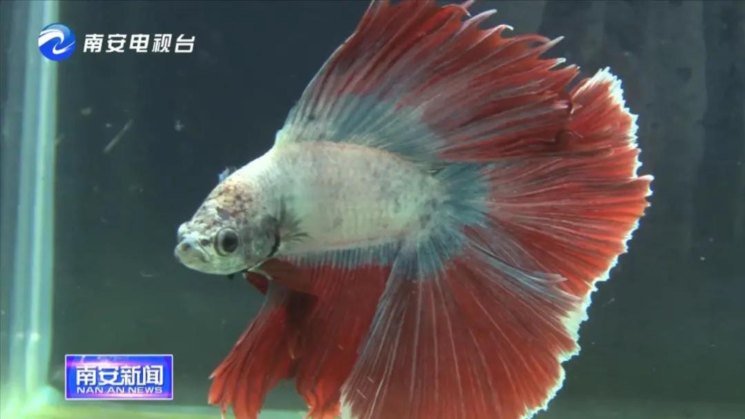 90后小伙的“斗鱼”梦：泰国斗鱼从南安“游”到全国各地！