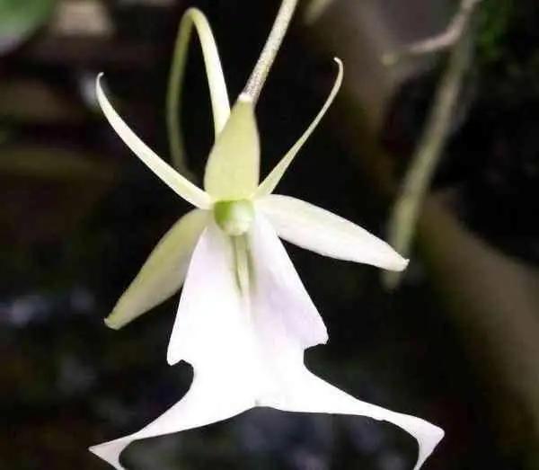 最贵兰花寒兰多少钱一株图片,世界最昂贵兰花