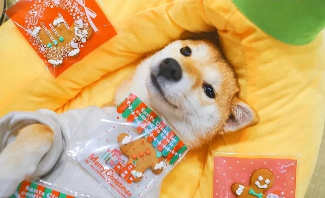 2019宠物排名,2022宠物排行榜