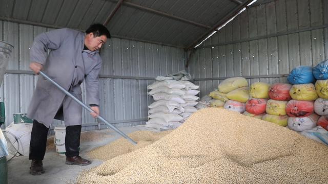 养鹅养殖户盲目跟风,想养鹅怎么办