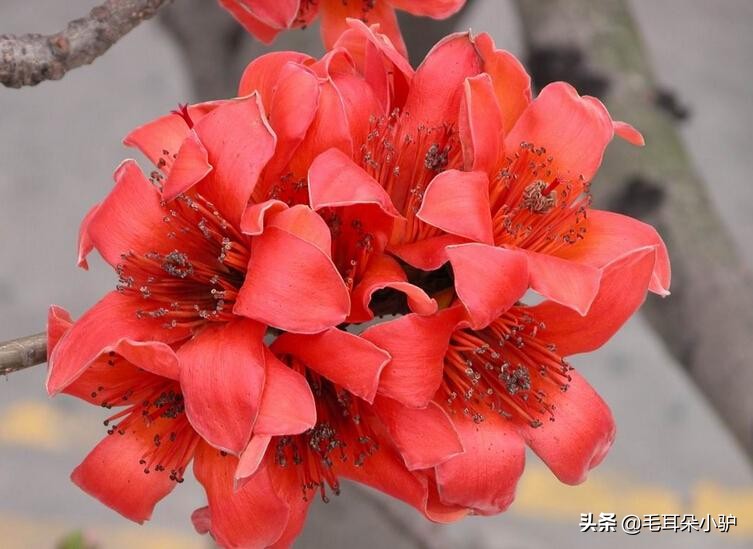 雾柳暗时云度月，露荷翻处水流萤。这个国家居然两个国花