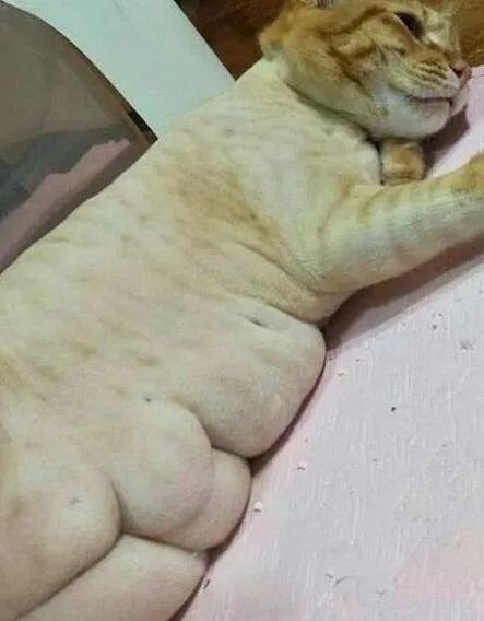 亲爱的热爱的韩商言腹肌,韩商言露出全部腹肌