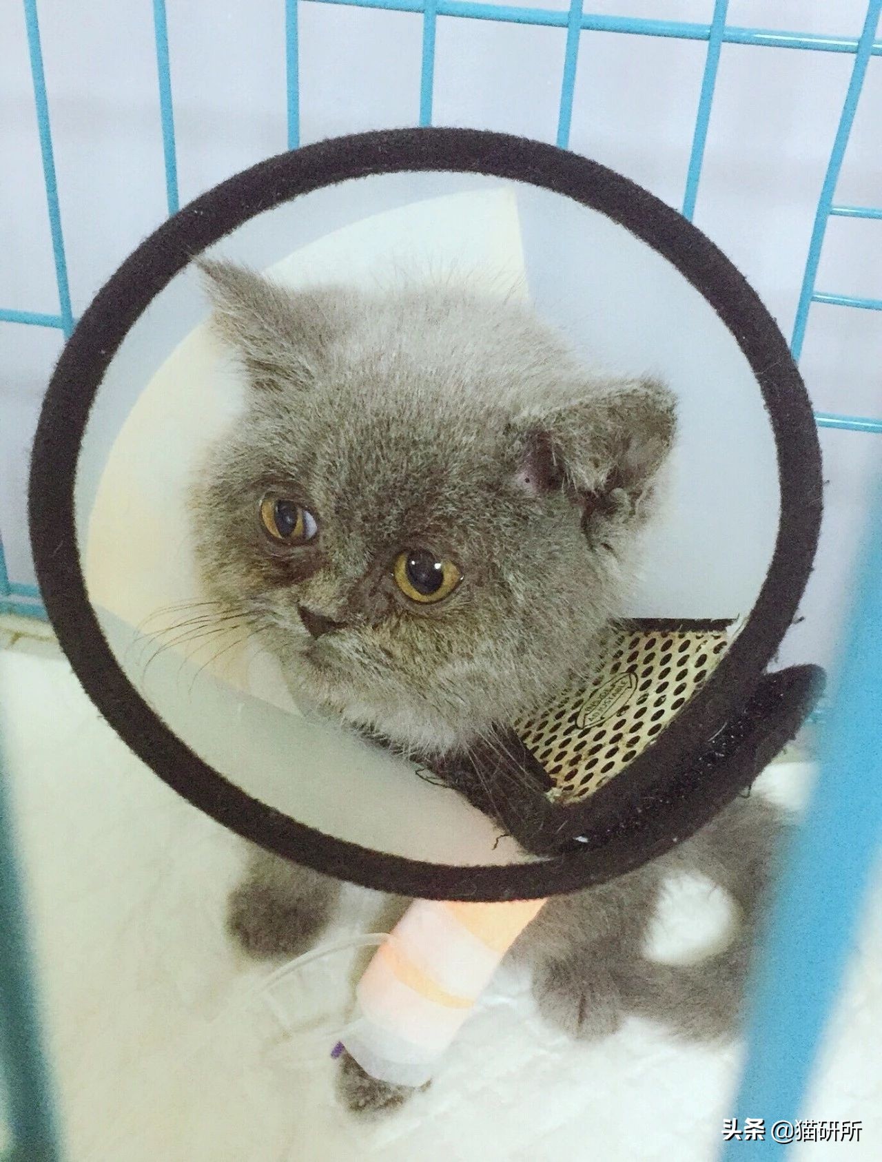 猫咪得了猫癣怎么办可以自愈吗,猫咪得了猫癣怎么办可以打疫苗吗