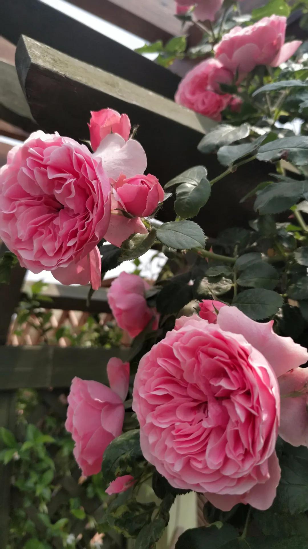 一棵粉达，撑起一座花园的一个春天