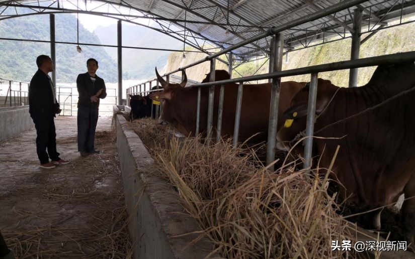 边境小村大莫的蝶变|村里打光棍的小伙少了