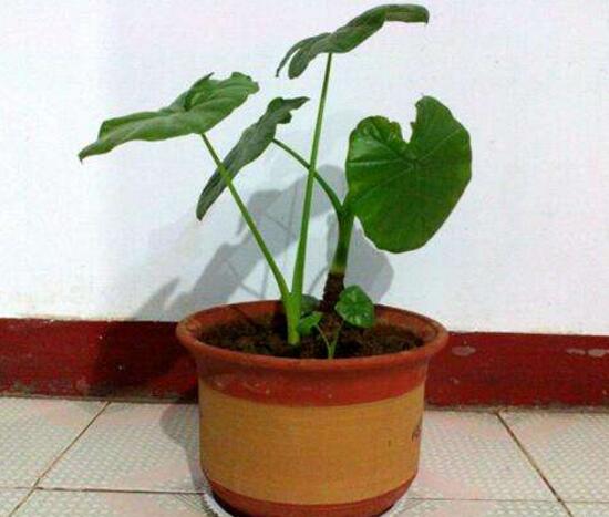 滴水观音放卧室对人体有什么伤害,滴水观音放在房间里对身体有害吗