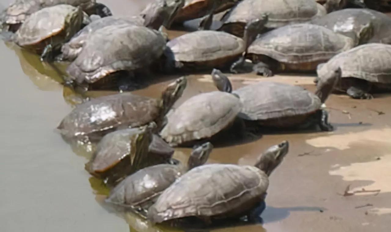 清道夫在印度的遭遇,清道夫为啥在印度