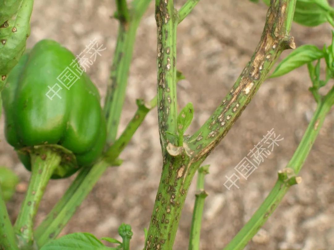 叶片疮痂病,辣椒叶片病害图片与防治措施