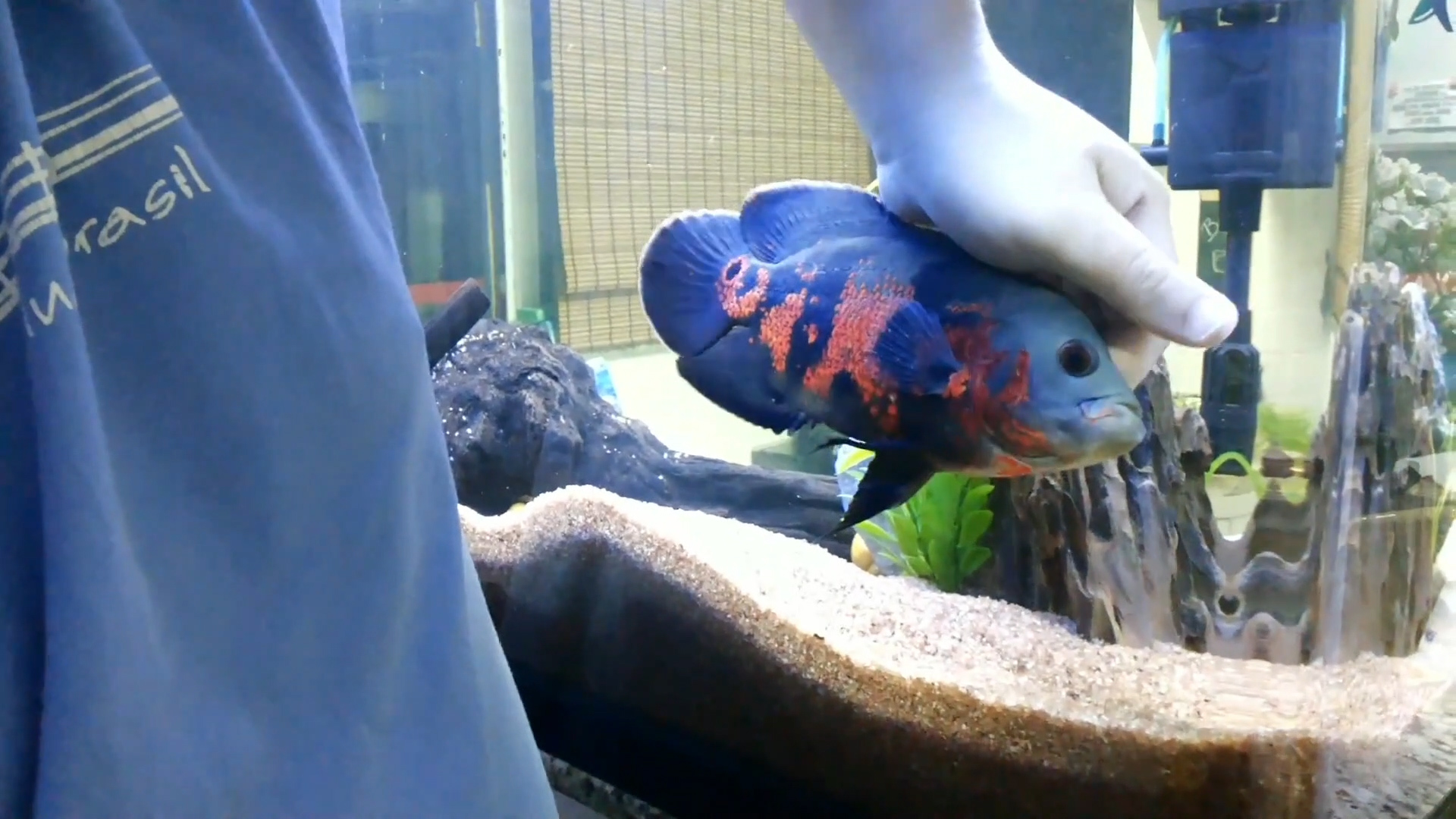 互动性最好的观赏鱼排名第一名,互动性最好的鱼排名