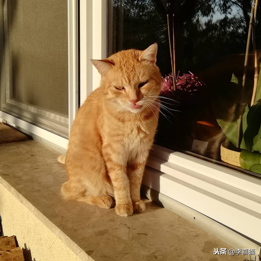 进口猫粮和国产猫粮区别,国产猫粮和进口的区别