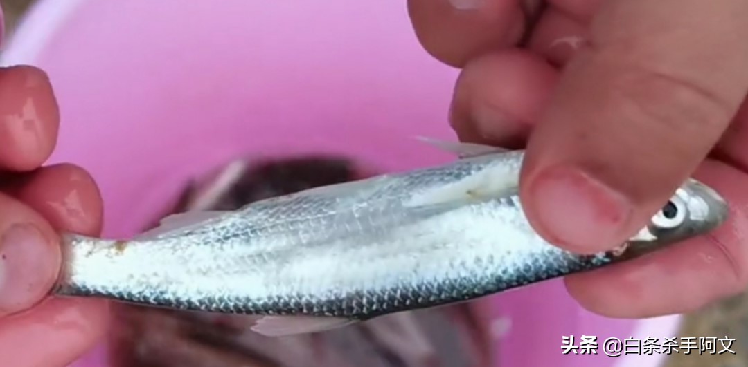 钓白条的正确方法和技巧,冬季野钓白条如何越钓越多