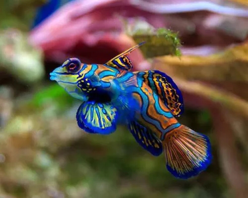 海水鲽鱼在一起打架吗,鱼儿为什么会打架