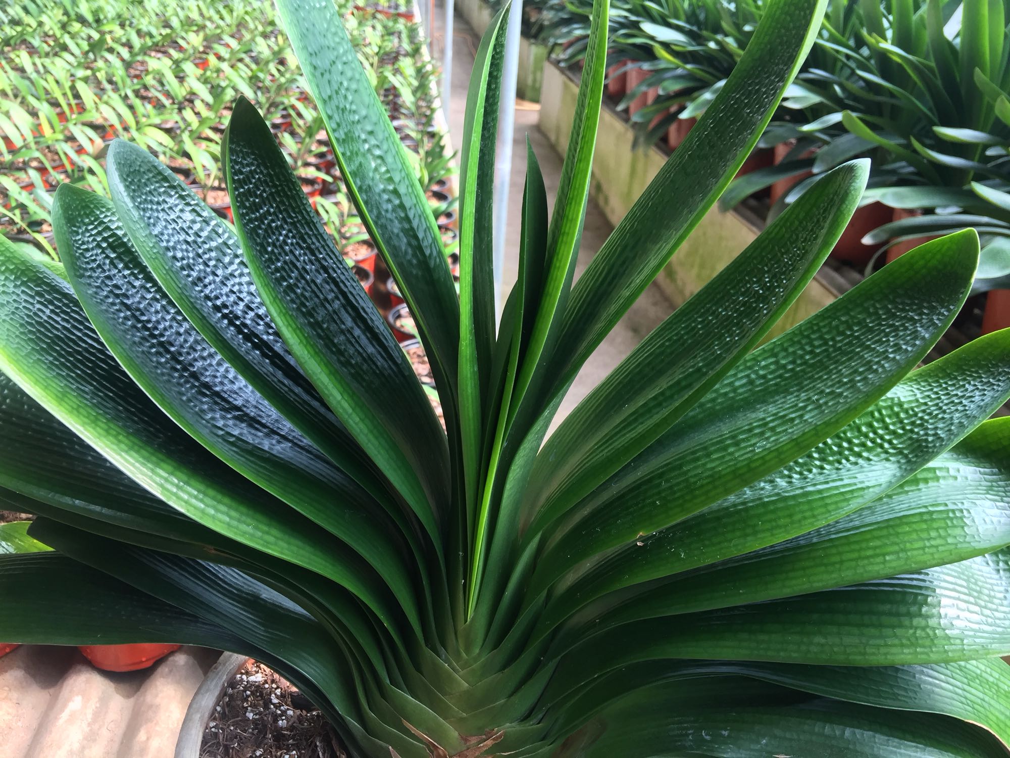 君子兰换盆后可以马上浇定根水吗,君子兰换盆以后几天可以浇定根水