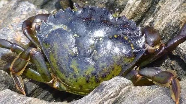 澳洲抓超大青蟹,澳洲青蟹捕捉