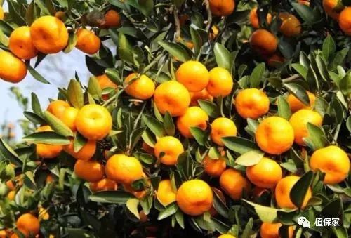 聚天门冬氨酸复合肥料,聚天门冬氨基酸有机水溶肥