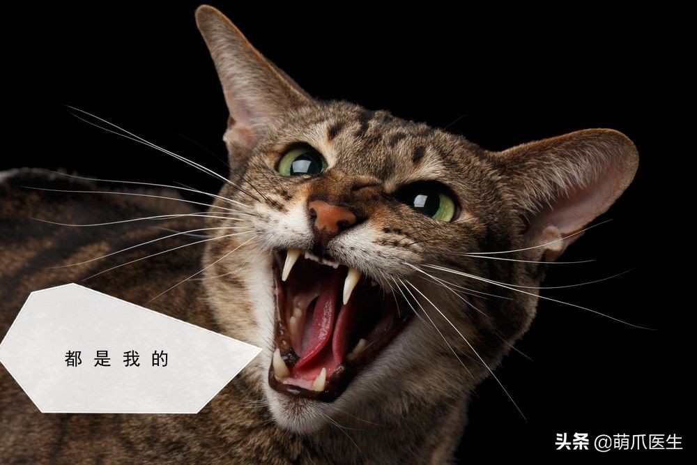 猫乱吃的食物太多样化,猫乱吃东西会吐吗