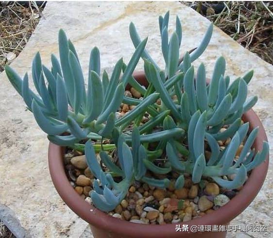 365种多肉图谱大全,365种鲜花图册大全