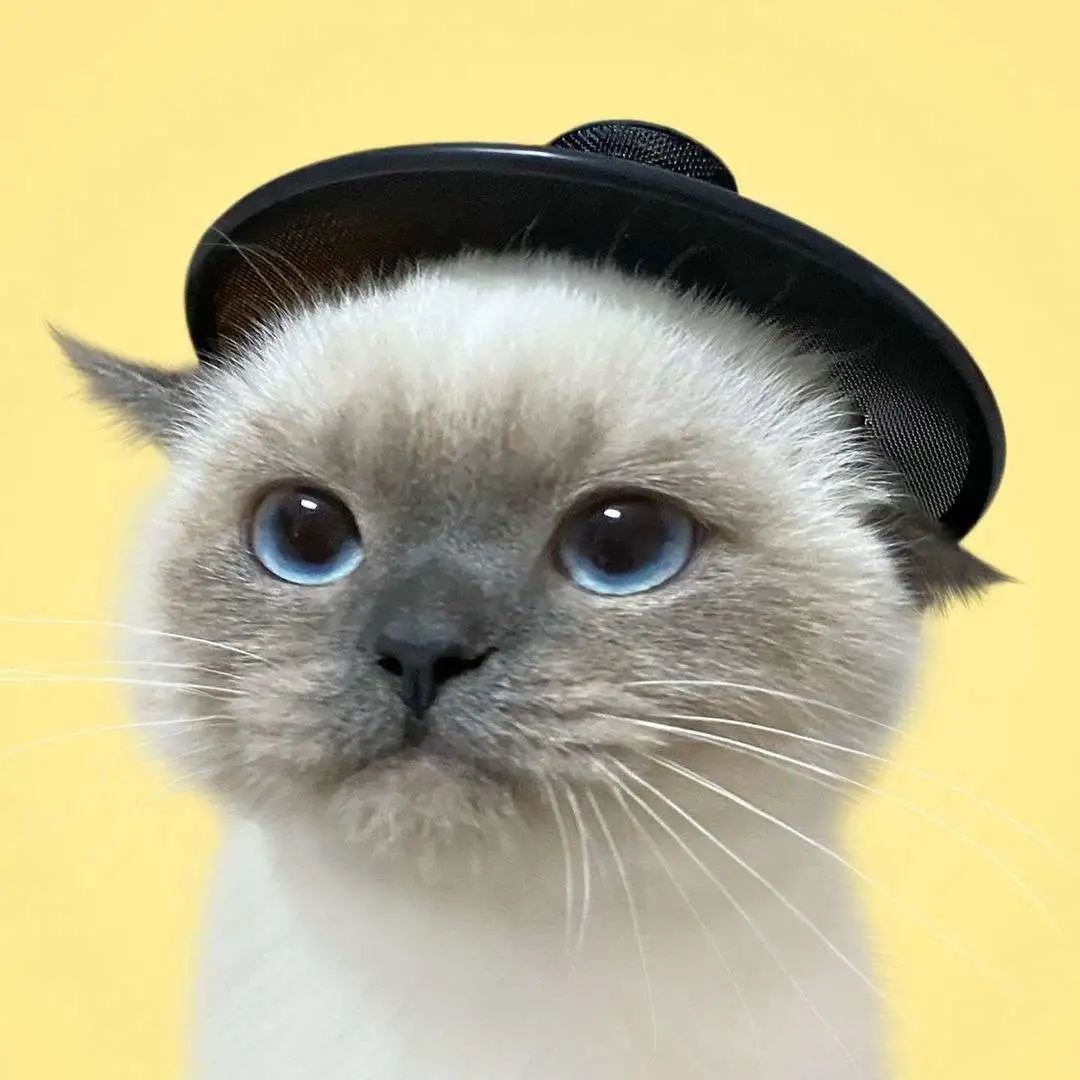 煤老板爆红完整版,煤老板ins