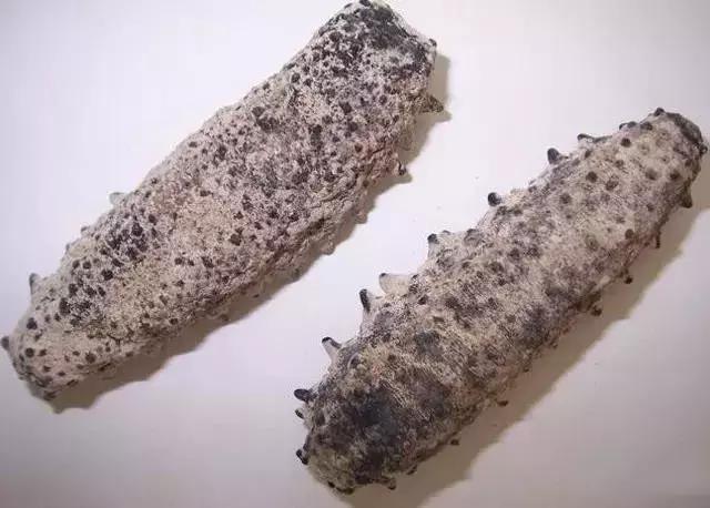 海参的图片和海参的知识,海参介绍的视频