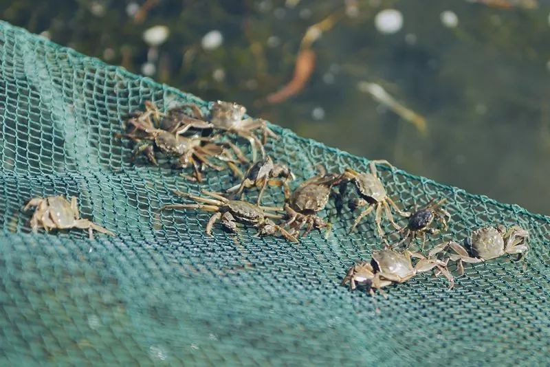 螃蟹养殖技术和视频,螃蟹养殖技术全集