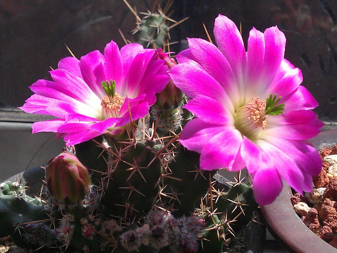 仙人掌100种图片大全,仙人掌开花的美图