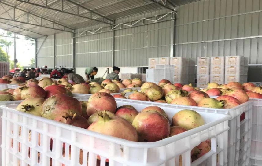 西昌黄联关镇：小石榴做出大文章软籽石榴映“红”乡村致富路