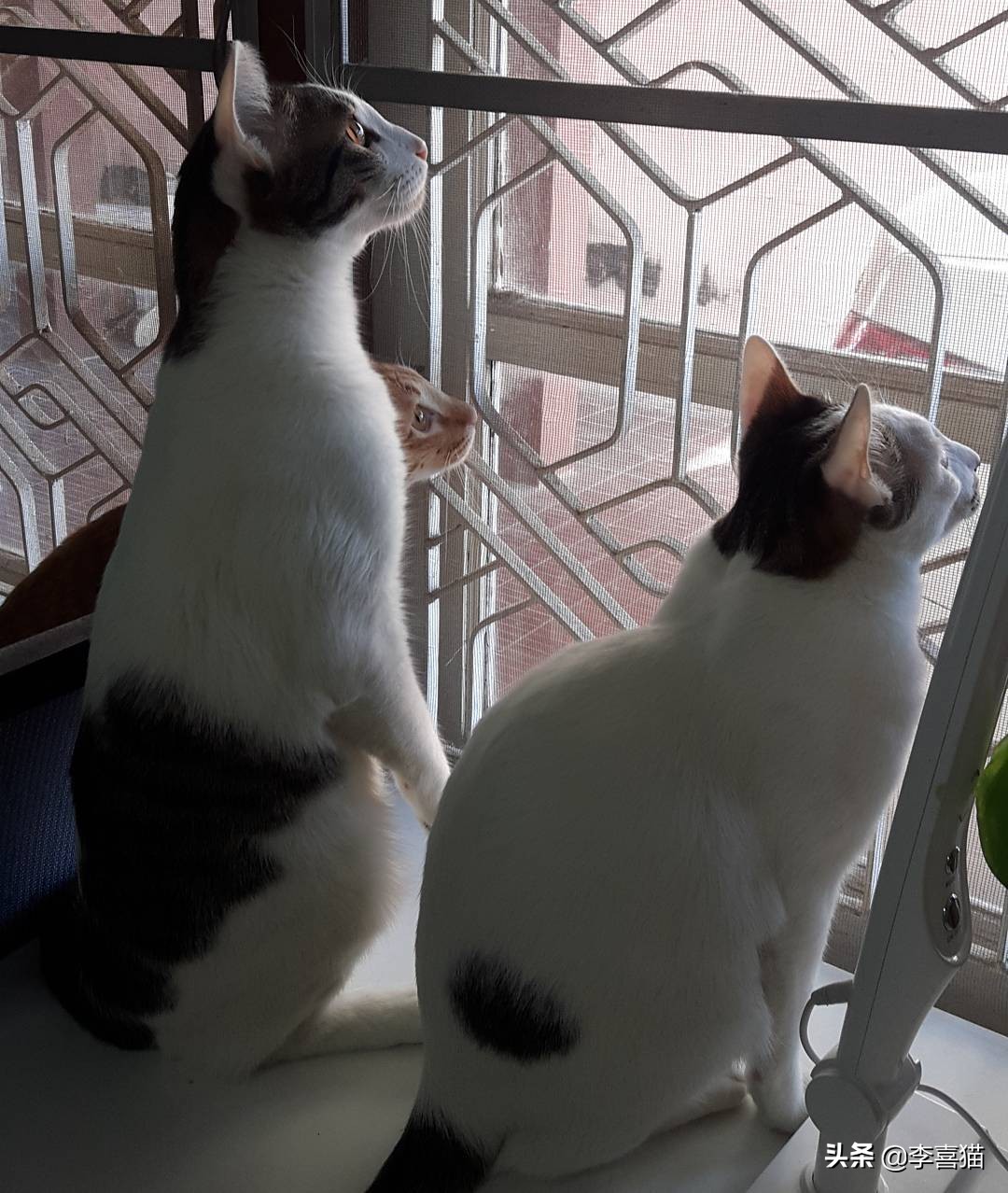 辟谣猫咪谣言,辟谣猫咪并非黑夜都能看得清