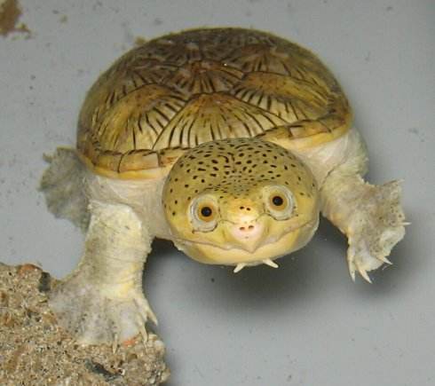 养龟的十大忌讳和禁忌,饲养龟的十大忌讳