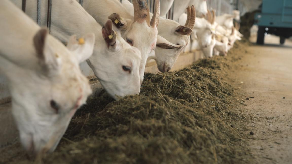 广西优贝优全团队走进欧铂佳牧场，探索国产好奶源