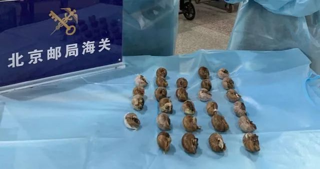 可做成美味!29只盖罩大蜗牛活体寄到我国,成功入侵危害有多大?