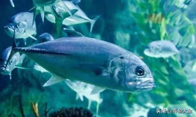 观赏鱼总打架怎么办,观赏鱼老是打架怎么办