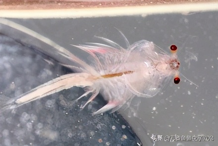 丰年知识分享,丰年虾幼虫讲解