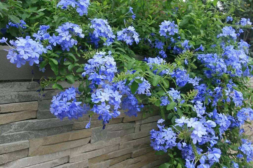 100种漂亮的夏花图片,30种夏花图片大全