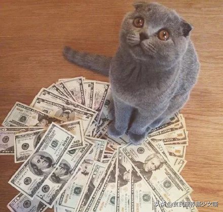 猫来穷狗来富有用吗,猫来穷狗来富真正的意义是什么