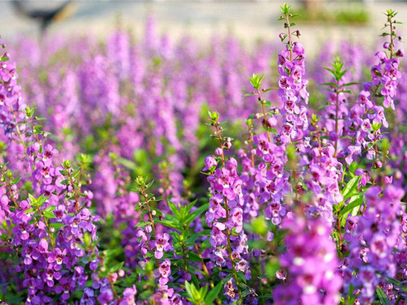 蜈蚣草有几种品种图片图文,蜈蚣草的特征和图片