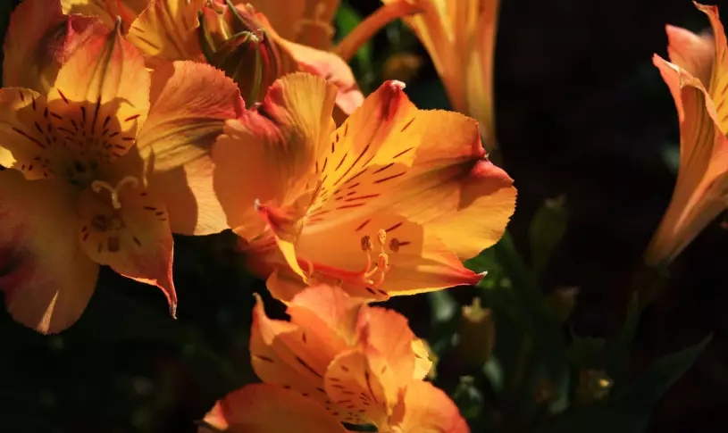 花语大全：各种鲜花的花语，不同颜色寓意也不一样啊