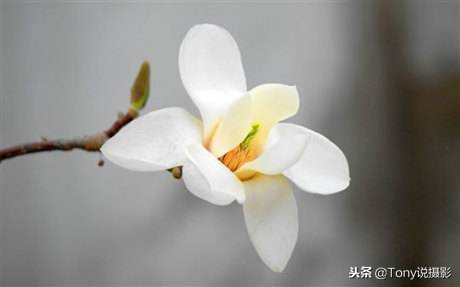 摄影长焦镜头含义,长焦镜头对于摄影的好处