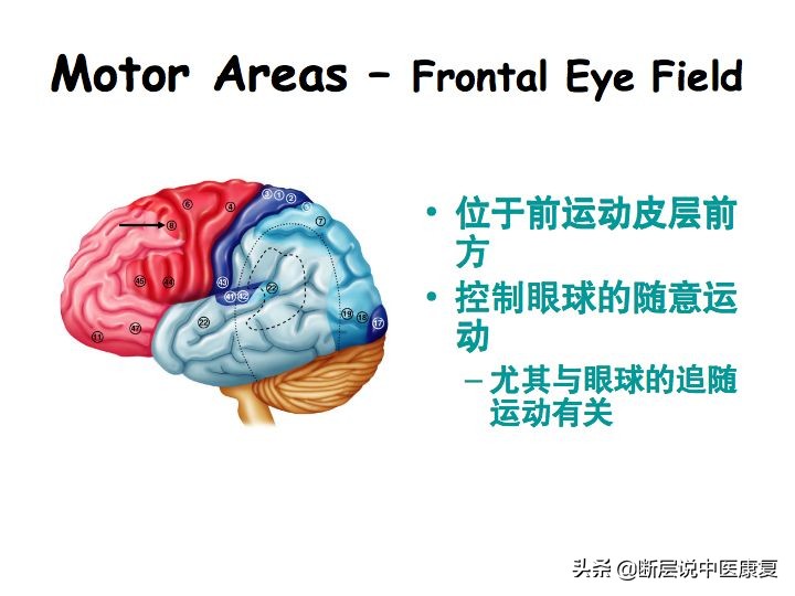 中枢神经系统断层解剖讲解,中枢神经3d解剖动画