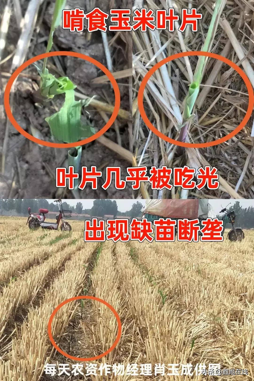 9大肉虫防治，赶紧认清