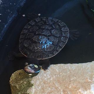 乌龟腐皮腐甲多久上一次药,乌龟腐皮腐甲一定能自愈吗