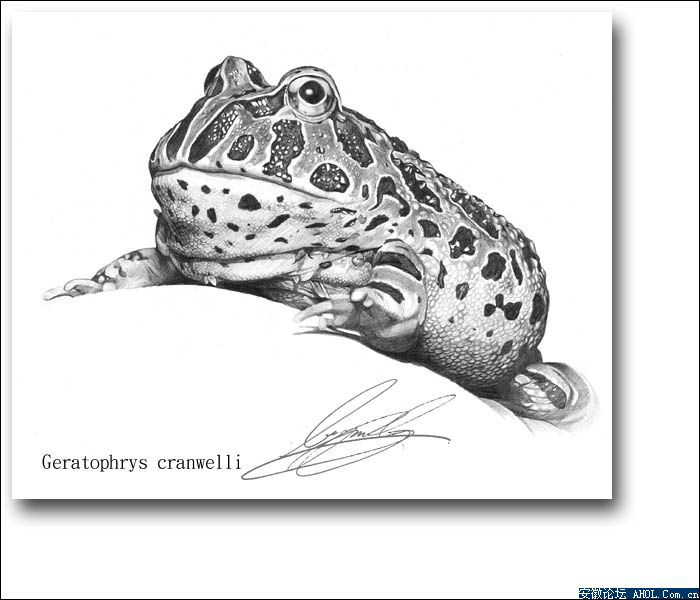 一百幅动物素描,近百幅动物画