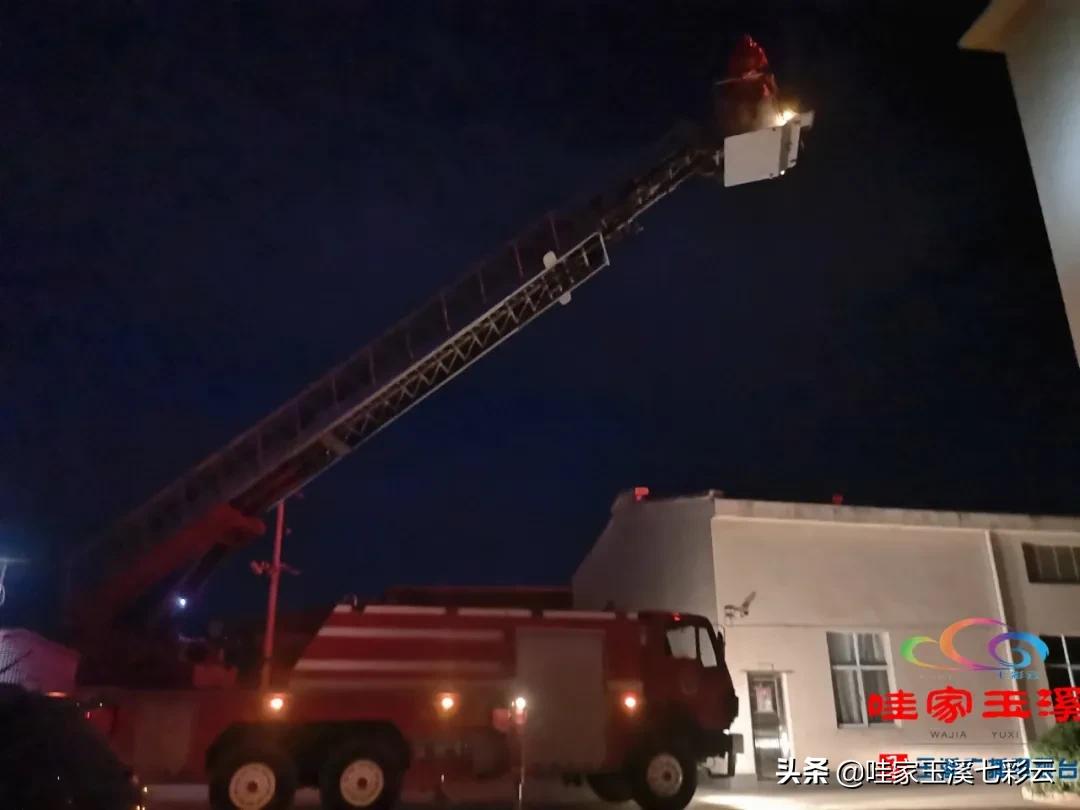 树洞惊现马蜂窝消防员火攻摘除,马蜂窝扰民消防处置