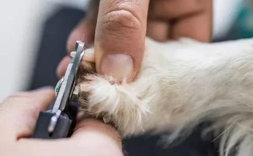 如何缓解狗狗关节炎疼痛？