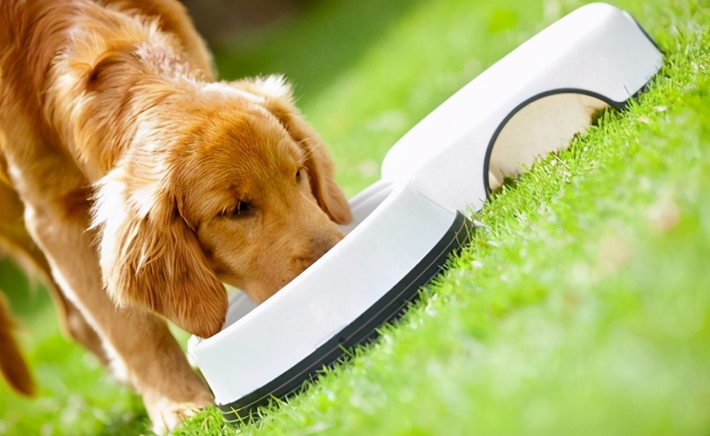 金毛挑食有什么解决的方法？