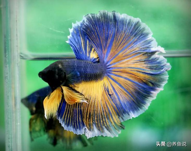 斗鱼养不红原因,斗鱼饲养问题养的斗鱼很容易死