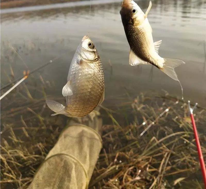 钓鱼钓双尾的原因有哪些,野钓黄尾多怎么解决
