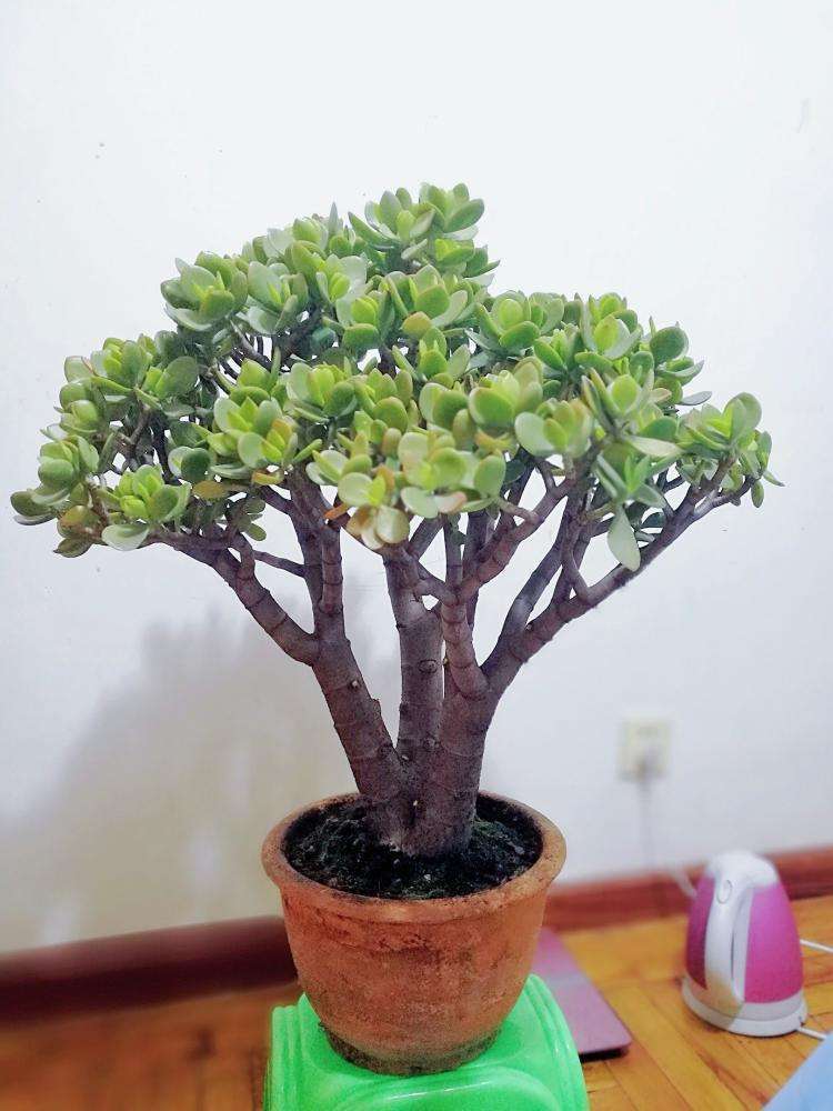 家有花卉盆景,家有绿植盆景